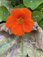 Tropaeolum majus