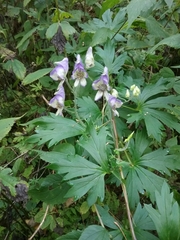 Aconitum noveboracense