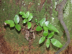 Asplenium oblongifolium