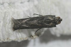 Sciota melanostyla