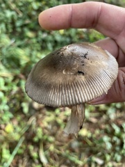 Amanita constricta
