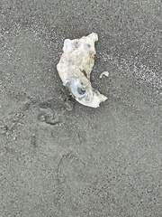 Crassostrea virginica