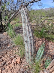Cereus aethiops