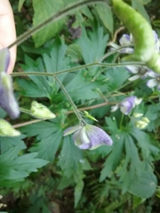 Aconitum noveboracense