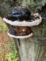 Heterobasidion annosum
