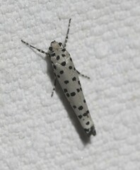 Ethmia clytodoxa