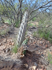 Cereus aethiops