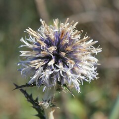 Echinops siculus
