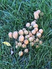 Coprinopsis atramentaria