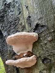 Heterobasidion annosum