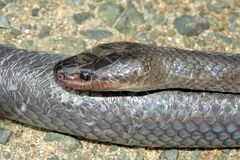 Stegonotus australis