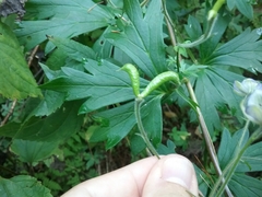 Aconitum noveboracense