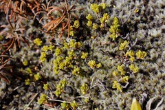 Pimelea microphylla