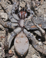 Ischnocolinae