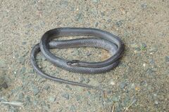 Stegonotus australis