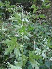 Aconitum noveboracense