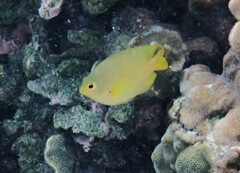 Pomacentrus moluccensis