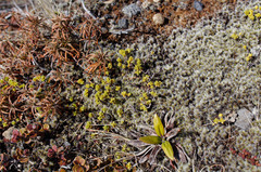 Pimelea microphylla