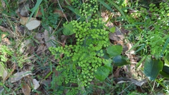 Adiantum aethiopicum