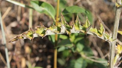 Echinops siculus