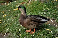 Anas rubripes × platyrhynchos