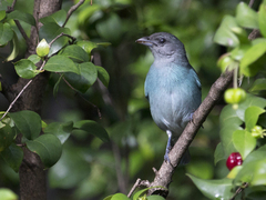 Thraupis glaucocolpa
