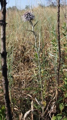 Echinops siculus