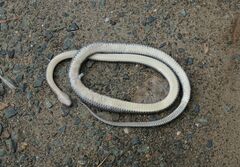 Stegonotus australis