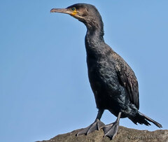 Phalacrocorax carbo