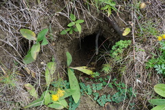 Oryctolagus cuniculus