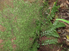 Blechnum filiforme