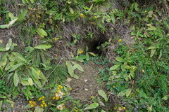 Oryctolagus cuniculus