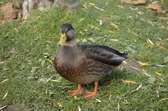 Anas rubripes × platyrhynchos