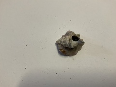 Batillaria australis