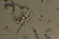 Amoebozoa