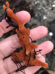 Porifera