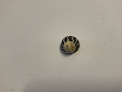 Austrocochlea porcata