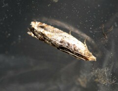 Crocidosema plebejana