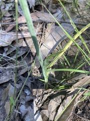 Calochilus robertsonii