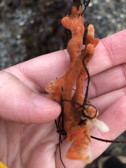 Porifera