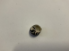 Austrocochlea porcata