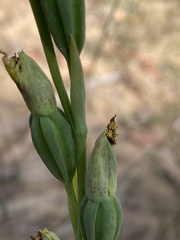 Calochilus robertsonii