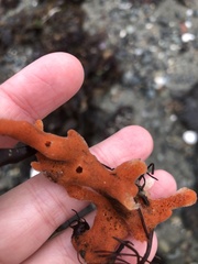 Porifera