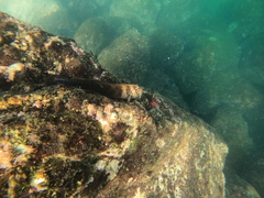 Ophioblennius steindachneri