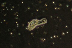 Amoebozoa