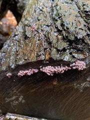 Ascocoryne sarcoides