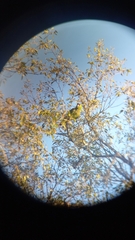 Rhynchopsitta terrisi