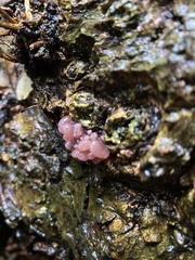 Ascocoryne sarcoides