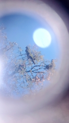 Rhynchopsitta terrisi