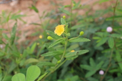 Malvaceae